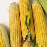 Corn 02 - Keychain / Bag Charm